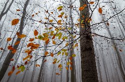 Autumn forest